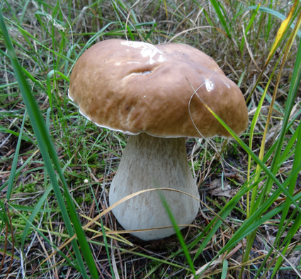 Eekhoorntjesbrood