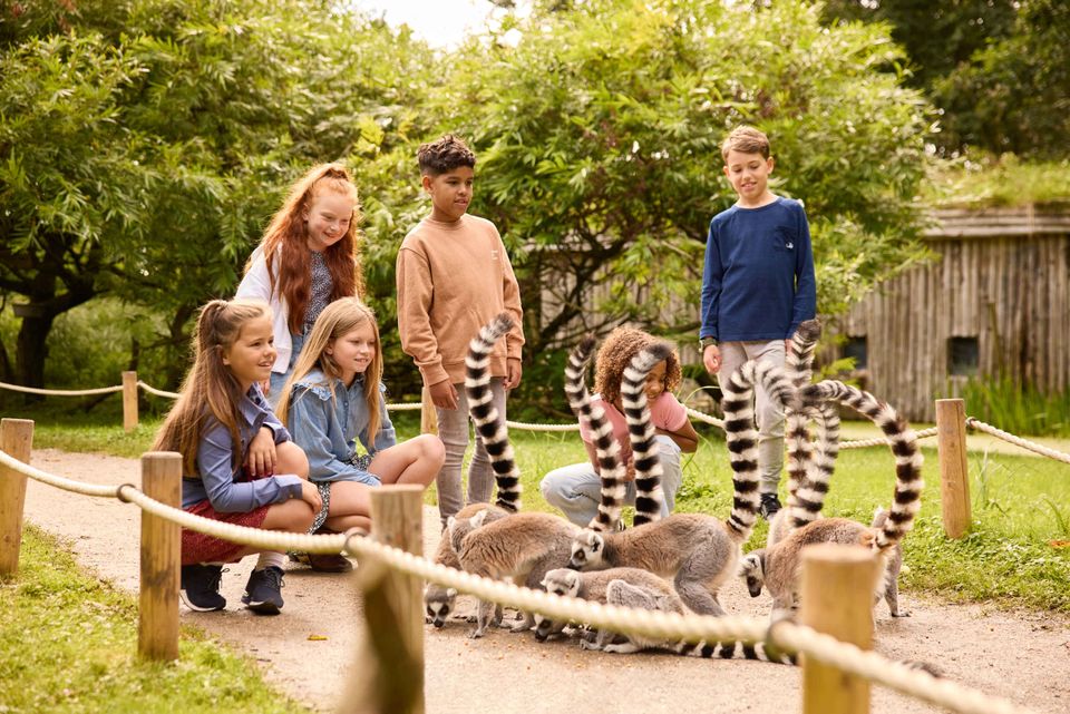 Ring-tailed lemurs in AquaZoo