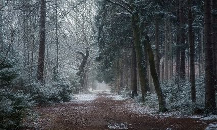 Winterwandeling met snert op de Oude Buisse Heide