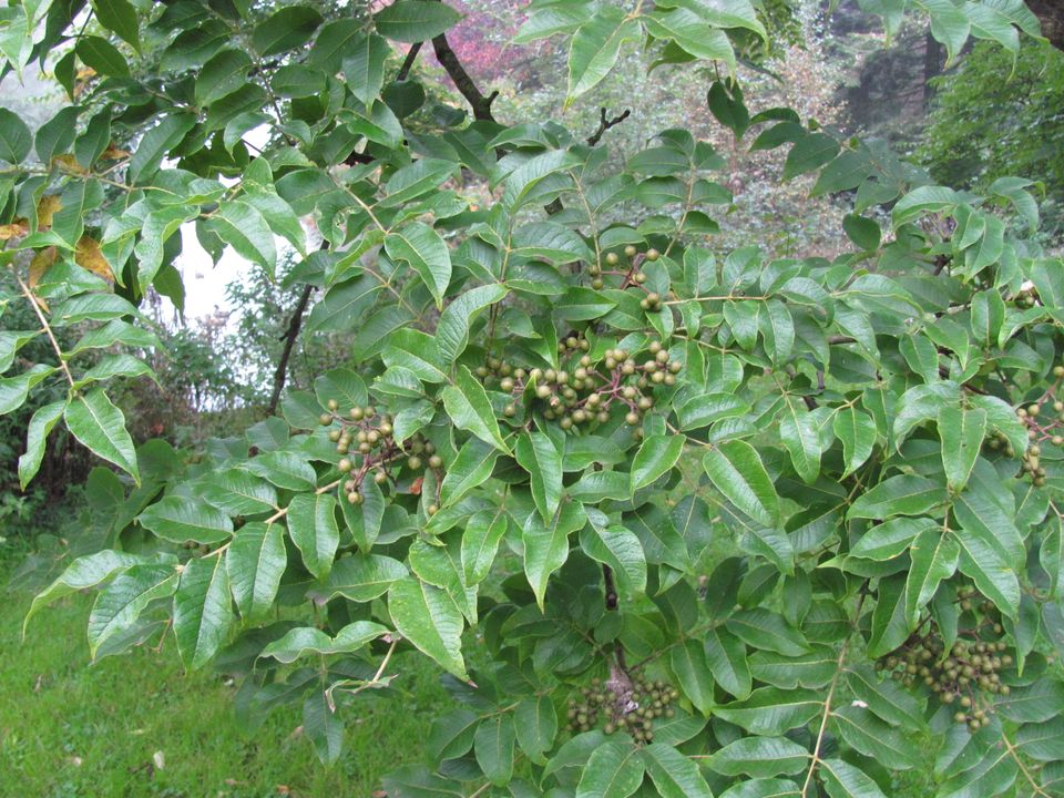 Bladeren van de Amur Kurkboom