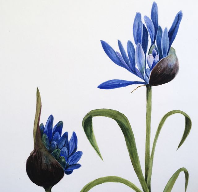 Agapantus - Adriana Plantinga