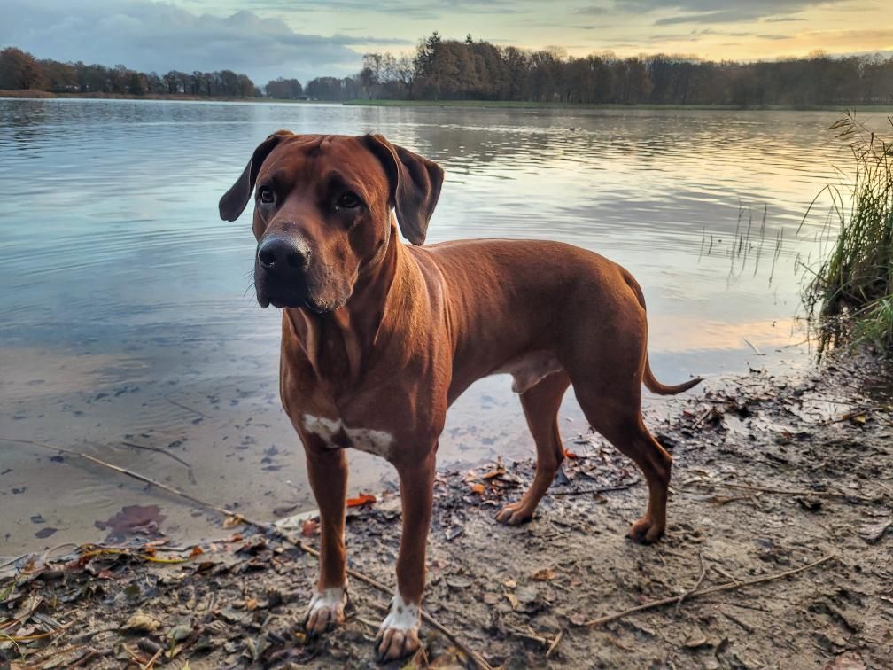 Aza de Rhodesian Ridgeback | Leisurelands