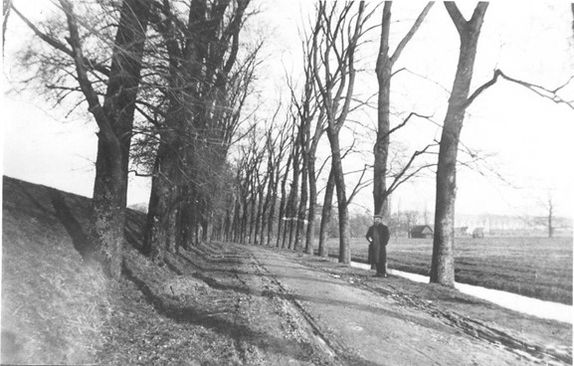 Iepen - Fortlaan