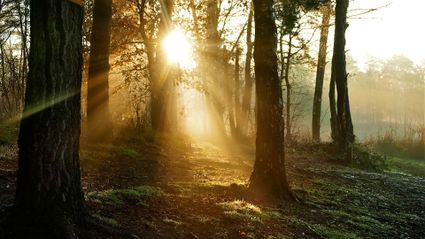 de zon schijnt laag door een mistig bos
