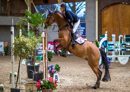 Springwedstrijden paarden Masters