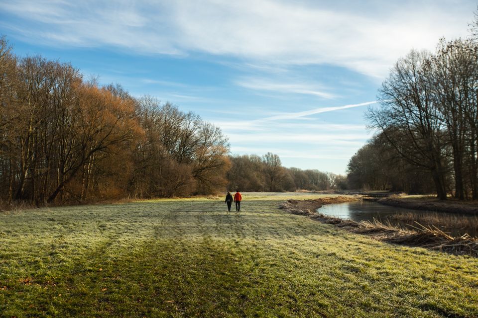 Froskepolle winter