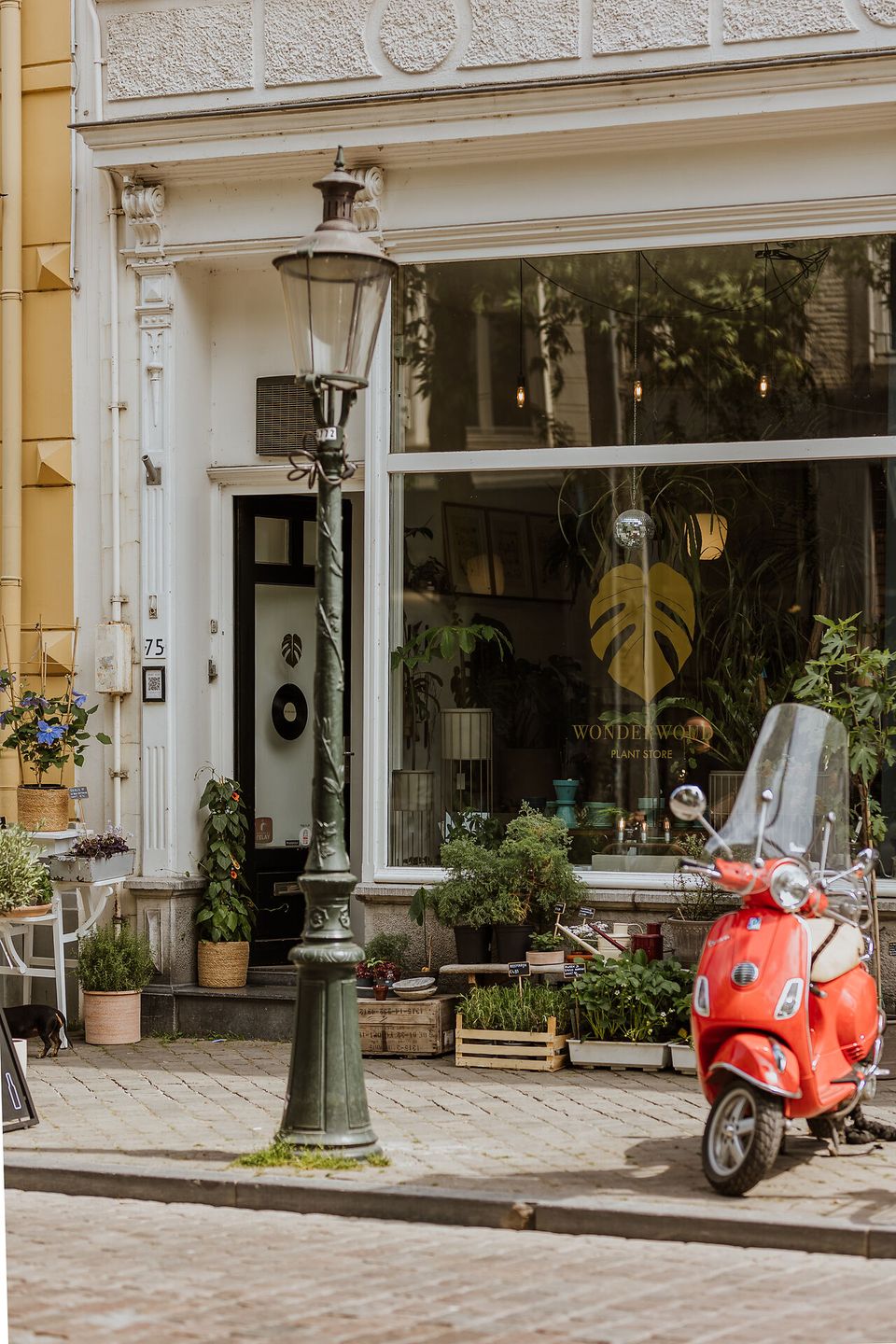 wonderwoud boschstraat planten winkel etalage