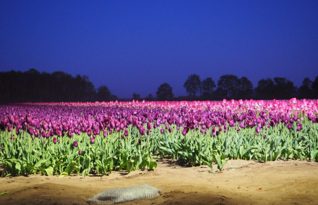 Een verlicht tulpenveld met roze en paarse tulpen.