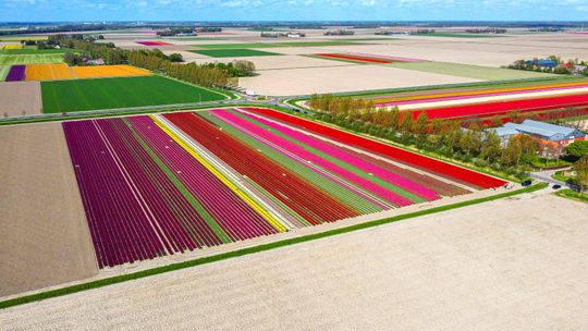 Jeffrey Korte tulpen NOP