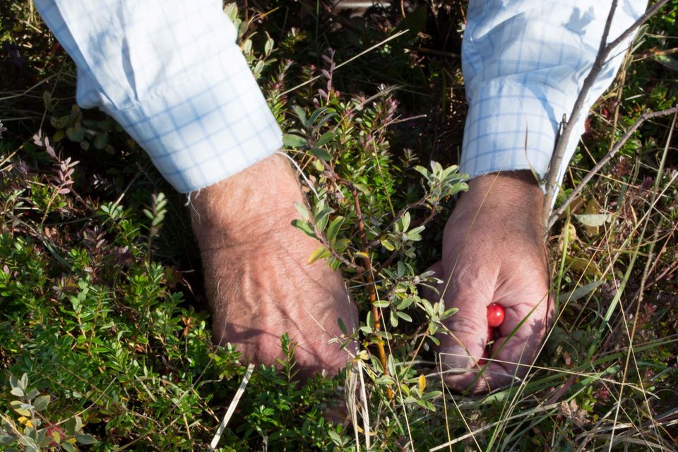 plukkende handen met cranberries vlieland