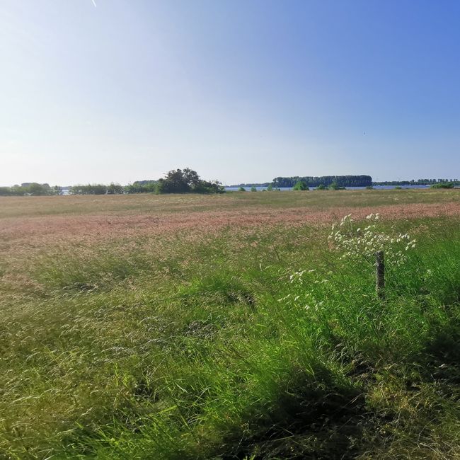 Veluwemeerkust met gras en fluitekruid