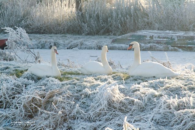 Een betoverend winterbeeld van drie zwanen die rustig neerstrijken tussen met rijp bedekte oevers. Het zachte ochtendlicht laat het bevroren landschap fonkelen, terwijl de witte vogels haast opgaan in de winterse stilte. Een sereen tafereel dat de pure rust van het seizoen vangt.