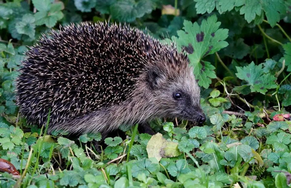 Foto van egel in tuin