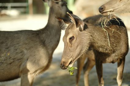 Deer park