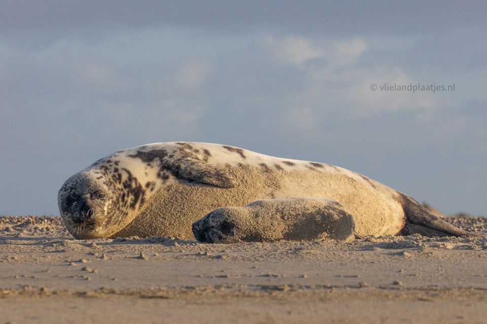 Klapmuts zeehond op Vlieland