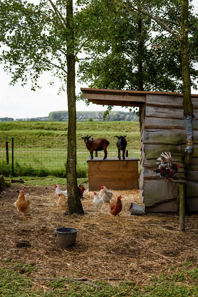 Dieren Kraaiveld