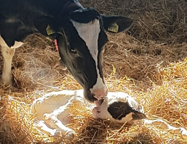 Zuivelboerderij De Leegvelder Deurne