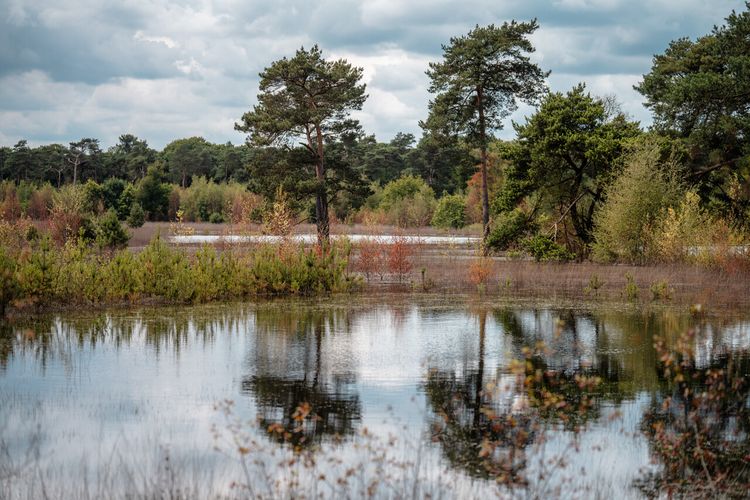 In het Vresselse Bos met uitzicht over water