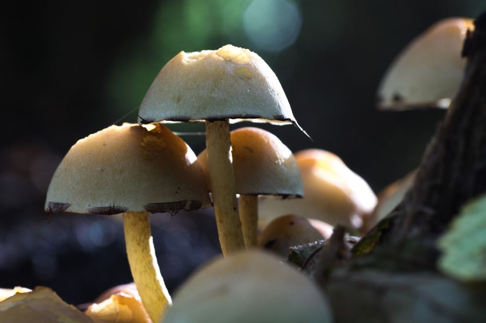 De Lepelaarplassen zijn een natuurgebied van ongeveer 500 hectare gelegen aan het Markermeer bij Almere in de provincie Flevoland.