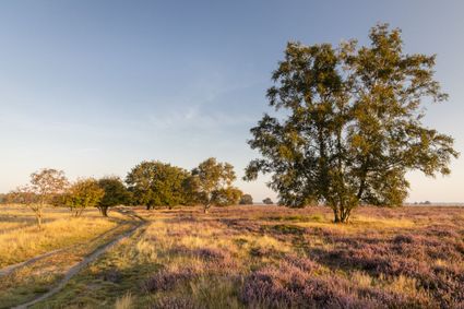 Nationaal Park Dwingelderveld