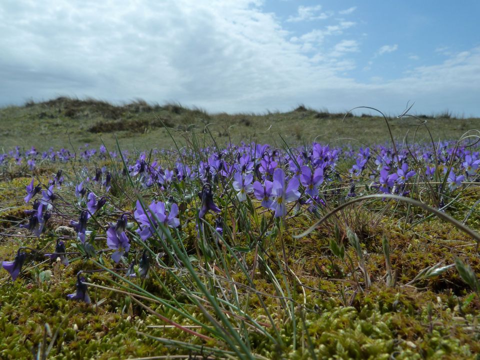 Duinviooltjes Vlieland