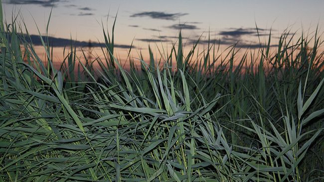 Rerooting in the Polder