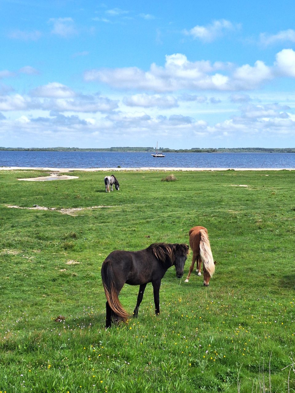 Vogels spotten langs Nationaal Park Lauwersmeer
