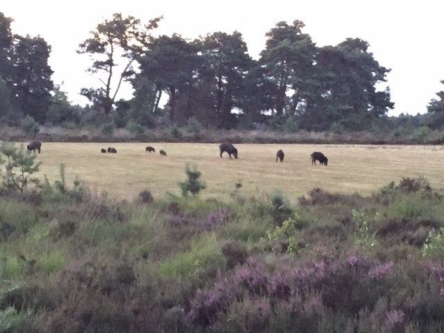 Chalets op de heide