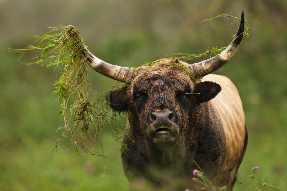 Heckrund met mos op de hoorns in de Oostvaardersplassen.