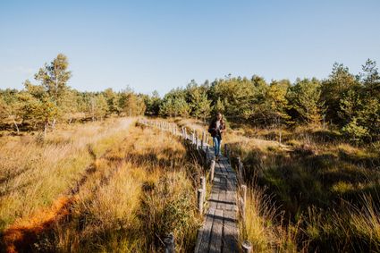 Wandelen plankenpad Dwingelderveld