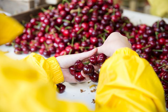 Handmatig geplukte kersen bij De Kersenhut in Cothen, waar lokaal fruit en ambachtelijke teelt centraal staan, onderdeel van Hollandse Ambachten Utrecht Region.
