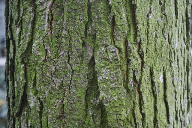 De stam van een Valse Christusdoorn boom