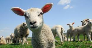 Een jong lam staat op de voorgrond van een groene weide, met meerdere schapen en lammeren op de achtergrond. De foto laat een landelijk en natuurlijk tafereel zien.