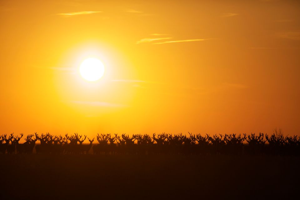 Hertenroedel in de Oostvaardersplassen met gele lucht vanwege de ondergaande zon.