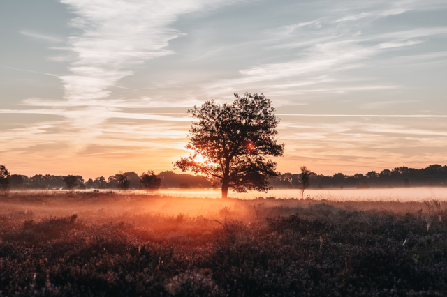 Een boom staat midden tussen de paarse heide in de ochtendnevel op het Ballooërveld.