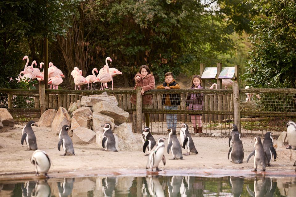 Eindhoven Zoo pinguïns en flamingo's
