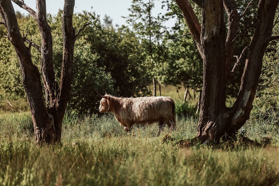 Ein Schottisches Hochlandrind steht zwischen den Bäumen im hohen Gras in Drenthe.