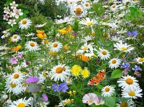 Bloemen