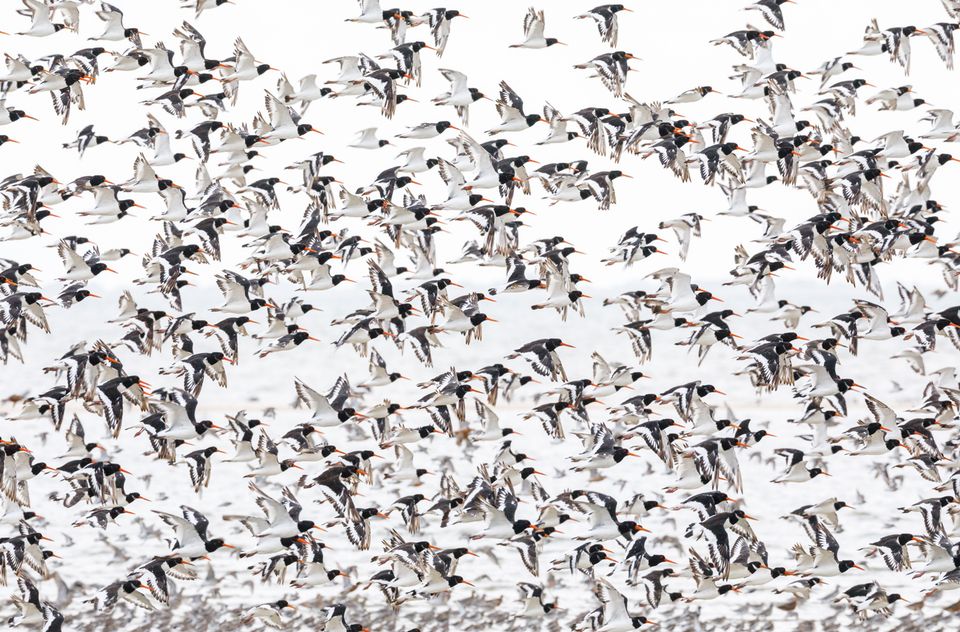 Scholeksters vliegen op boven de Waddenzee