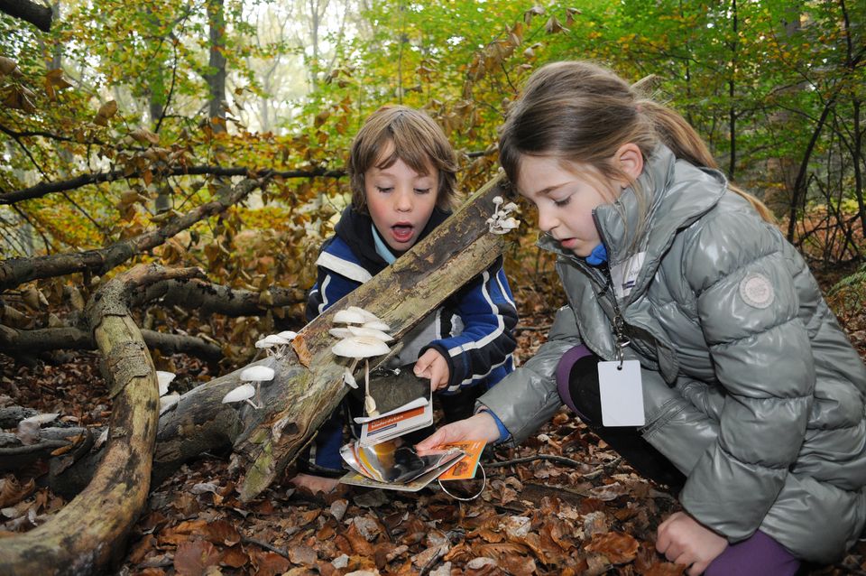 Excursie | Paddenstoelen zoeken op het Bönnink