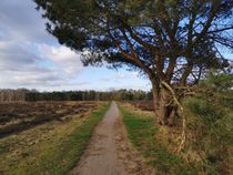 Wandelpad Elspeterveld boom