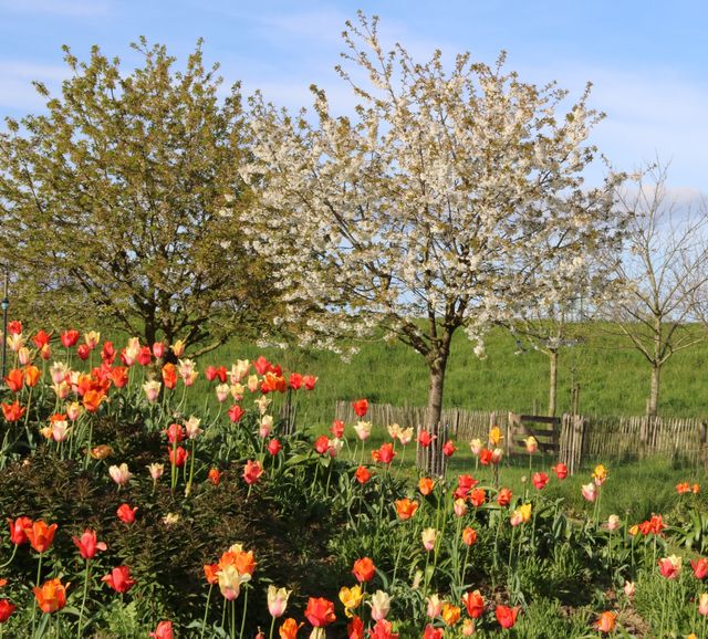 Tulpenveld