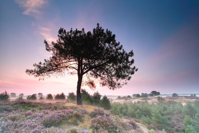 Een boom omringd door heide tegen een achtergrond van een paars gekleurde lucht.