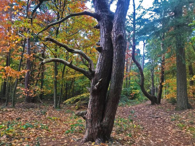 Het bos bij Emmerdennen in herfstkleuren.