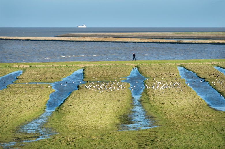 Rechtenvrij staat in Beeldbank 
- Groen, Herfst, moddergat, wadden, wandelen, zee