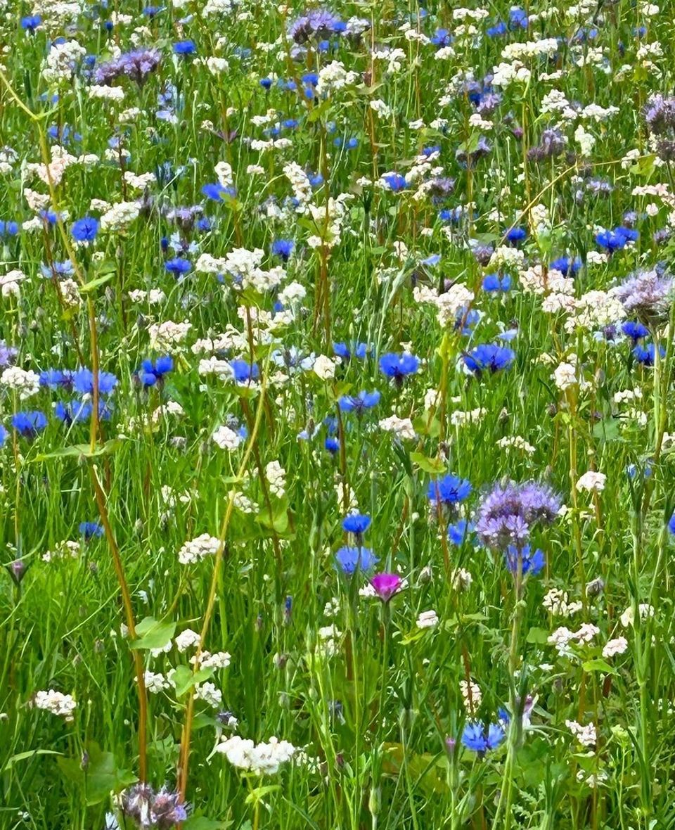 Bloemenveld Vlieland