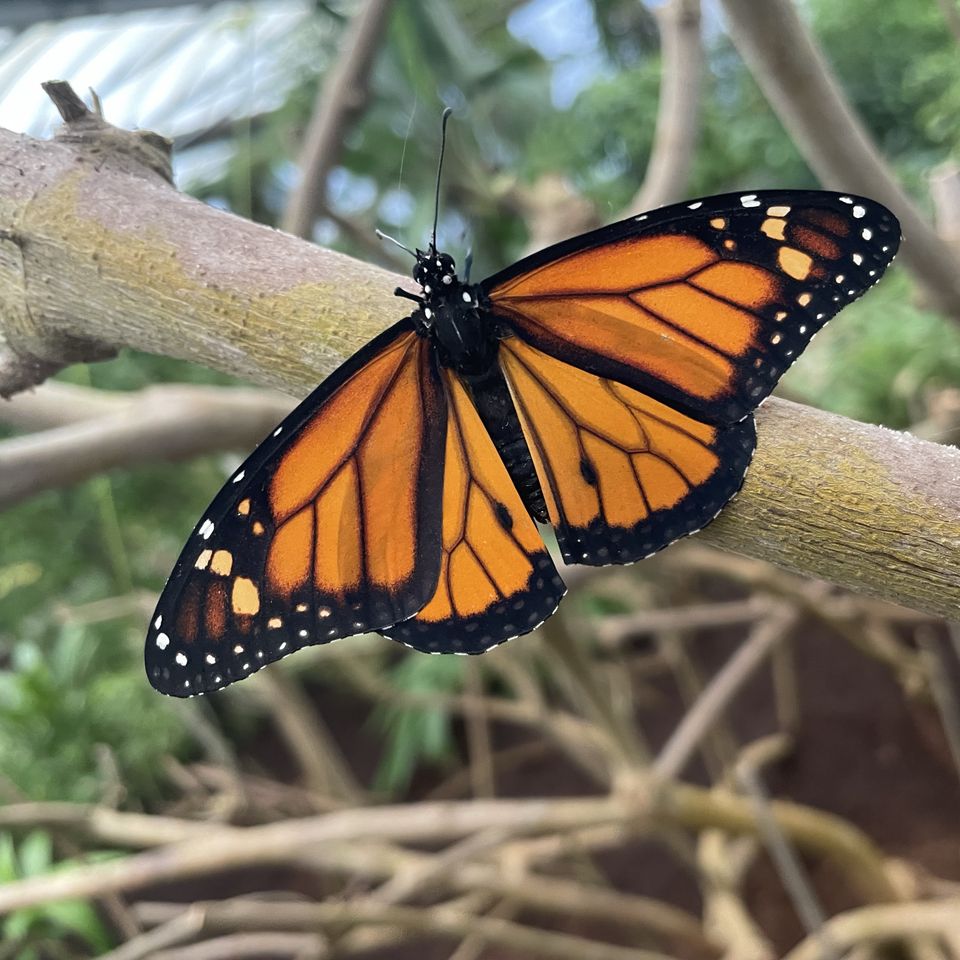 Danaus plexippus, the Monarch butterfly