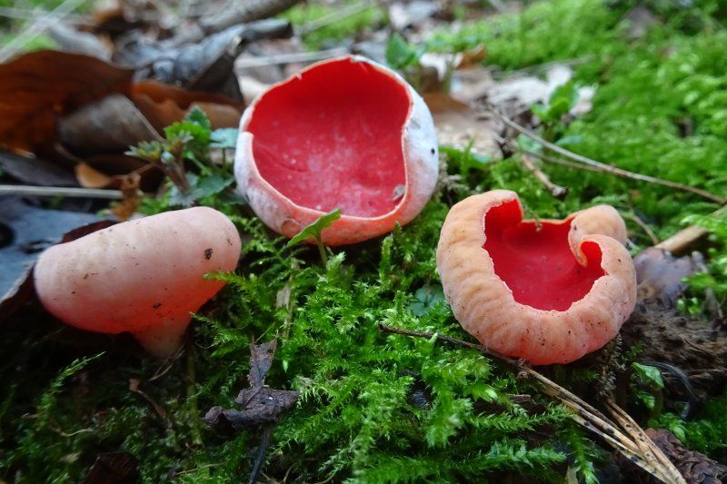 Wandeling | Cultuurhistorie en paddenstoelen in Ratum