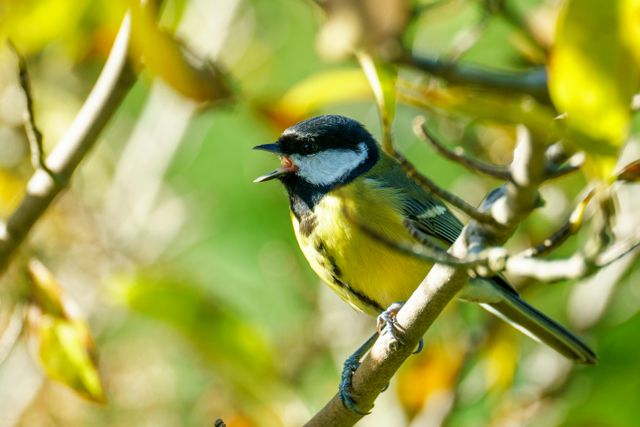 Zingende vogel