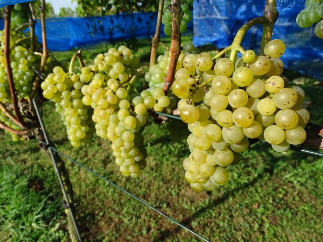 Witte druiven bij Winery & Herbs